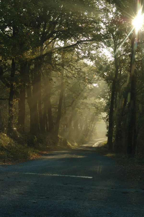 reg-schouw-qY9Sf1rVSIg-unsplash