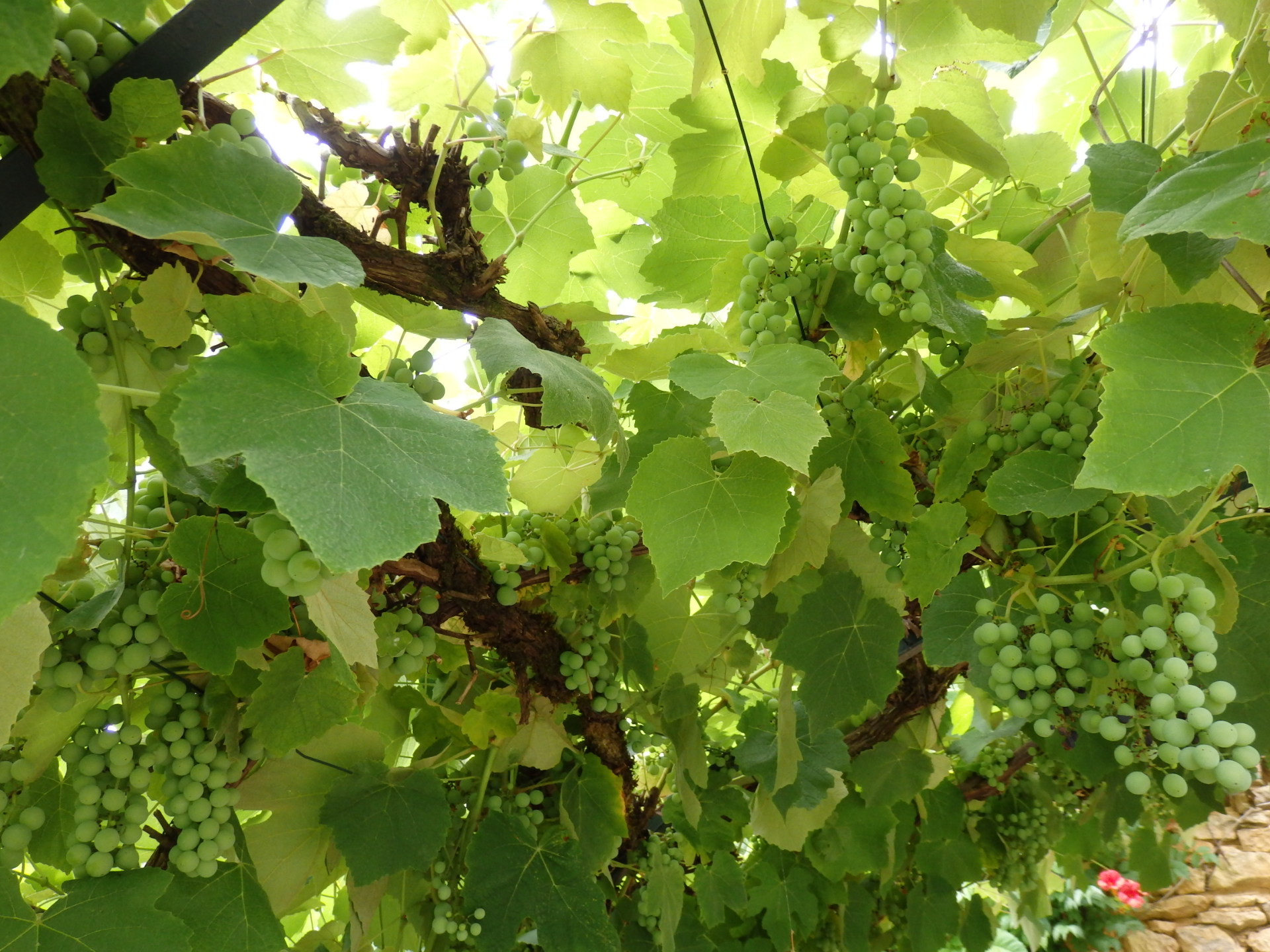 La vigne